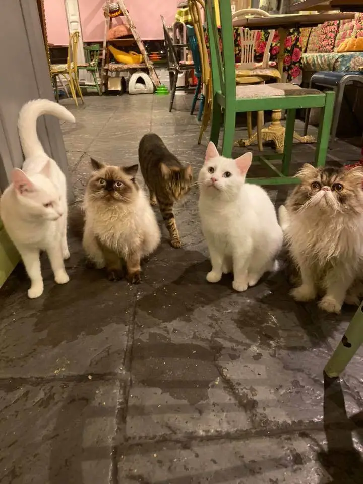 Shakespaw Cats